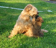 Wheaten Terrier Puppy and Mother